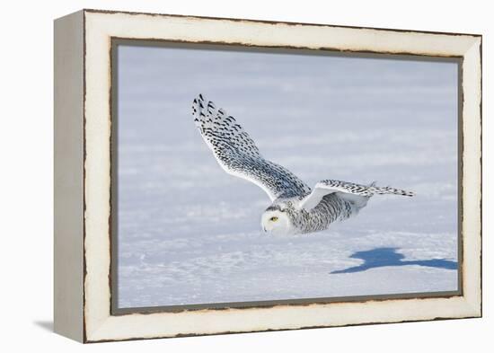 Snowy Owl-null-Framed Premier Image Canvas