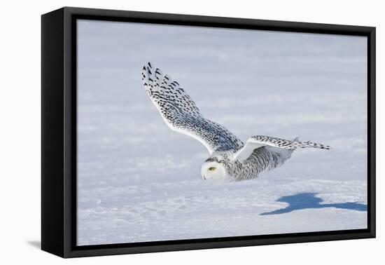 Snowy Owl-null-Framed Premier Image Canvas