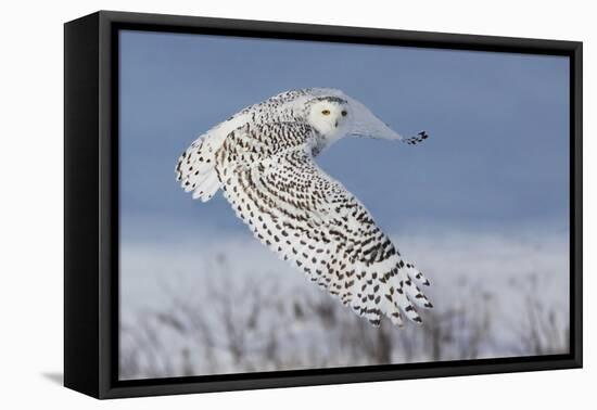 Snowy Owl-Mircea Costina-Framed Premier Image Canvas