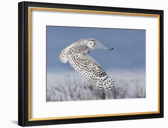 Snowy Owl-Mircea Costina-Framed Photographic Print