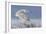 Snowy Owl-Mircea Costina-Framed Photographic Print