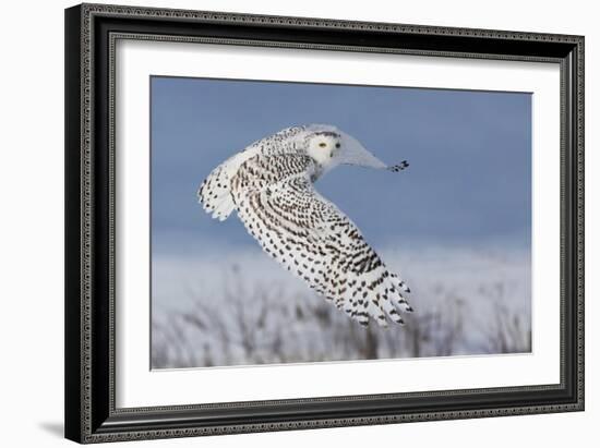 Snowy Owl-Mircea Costina-Framed Photographic Print