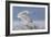 Snowy Owl-Mircea Costina-Framed Photographic Print