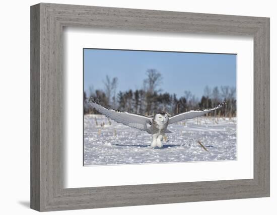 Snowy Owl-Lynn_B-Framed Photographic Print