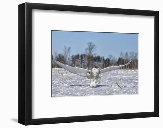 Snowy Owl-Lynn_B-Framed Photographic Print