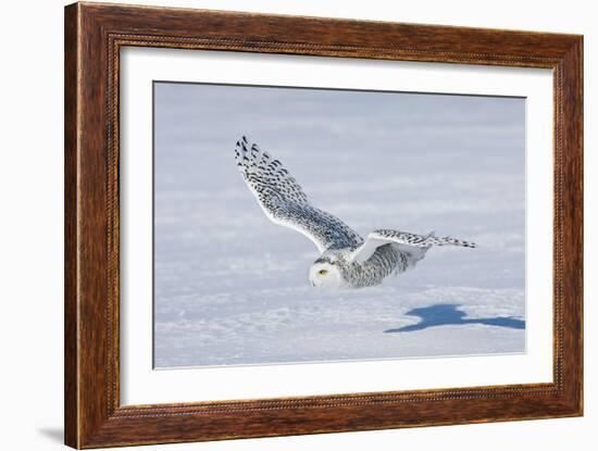 Snowy Owl-null-Framed Photographic Print
