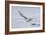 Snowy Owl-null-Framed Photographic Print