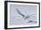 Snowy Owl-null-Framed Photographic Print