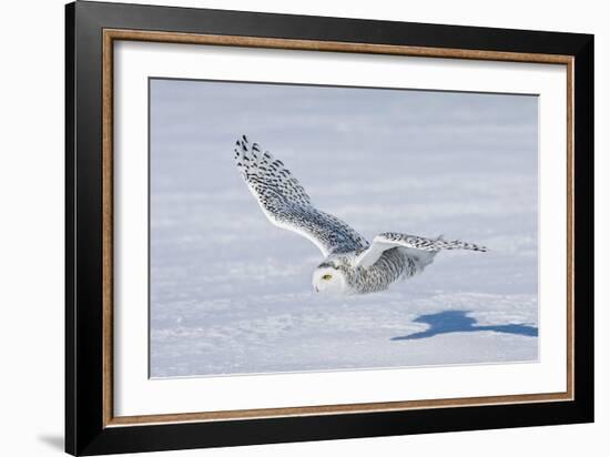 Snowy Owl-null-Framed Photographic Print