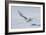 Snowy Owl-null-Framed Photographic Print