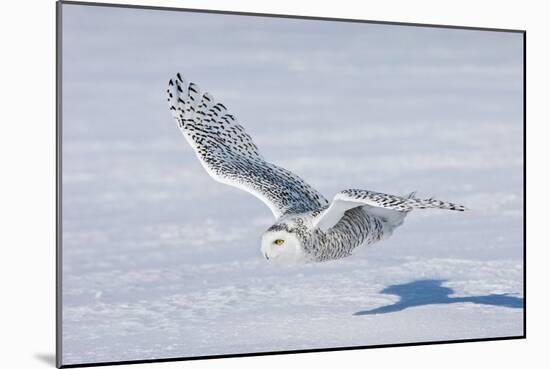 Snowy Owl-null-Mounted Photographic Print