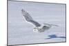 Snowy Owl-null-Mounted Photographic Print