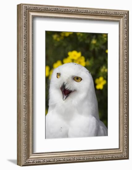 Snowy Owl-Lynn M^ Stone-Framed Photographic Print