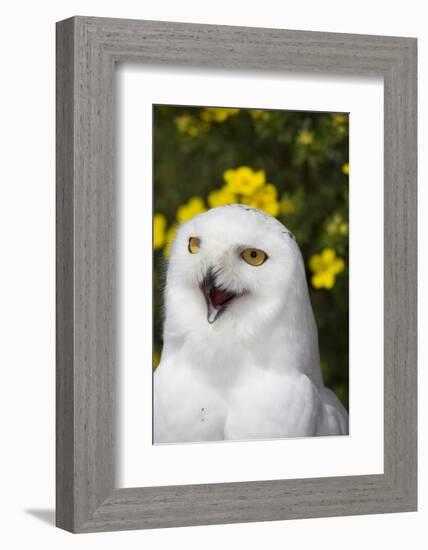 Snowy Owl-Lynn M^ Stone-Framed Photographic Print