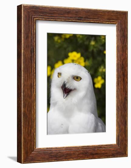 Snowy Owl-Lynn M^ Stone-Framed Photographic Print