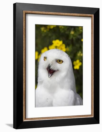 Snowy Owl-Lynn M^ Stone-Framed Photographic Print