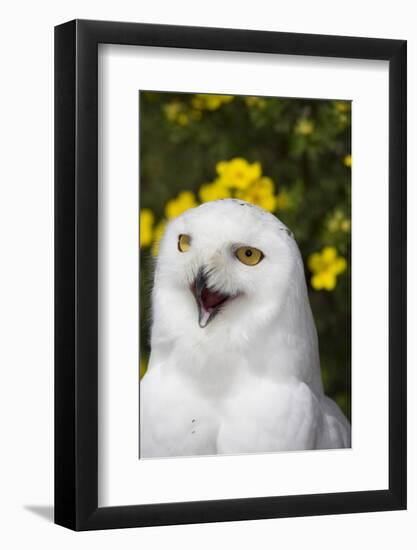 Snowy Owl-Lynn M^ Stone-Framed Photographic Print