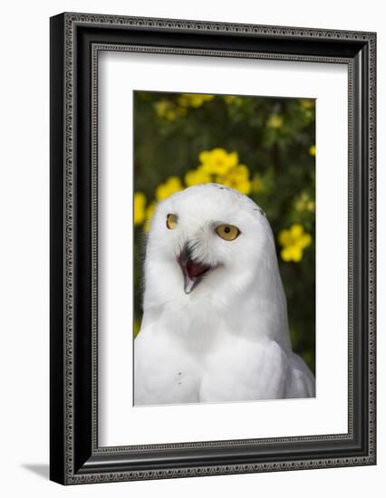 Snowy Owl-Lynn M^ Stone-Framed Photographic Print