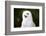 Snowy Owl-Lynn M^ Stone-Framed Photographic Print