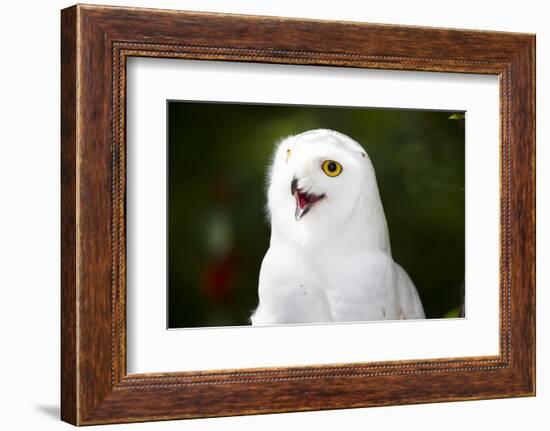 Snowy Owl-Lynn M^ Stone-Framed Photographic Print