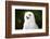 Snowy Owl-Lynn M^ Stone-Framed Photographic Print
