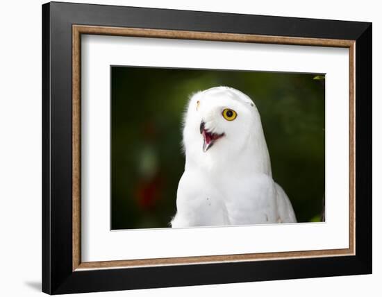 Snowy Owl-Lynn M^ Stone-Framed Photographic Print