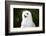 Snowy Owl-Lynn M^ Stone-Framed Photographic Print