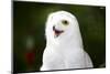 Snowy Owl-Lynn M^ Stone-Mounted Photographic Print