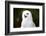 Snowy Owl-Lynn M^ Stone-Framed Photographic Print