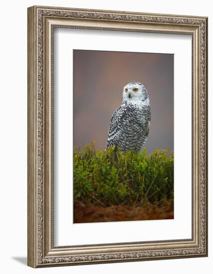 Snowy Owl-Milan Zygmunt-Framed Photographic Print