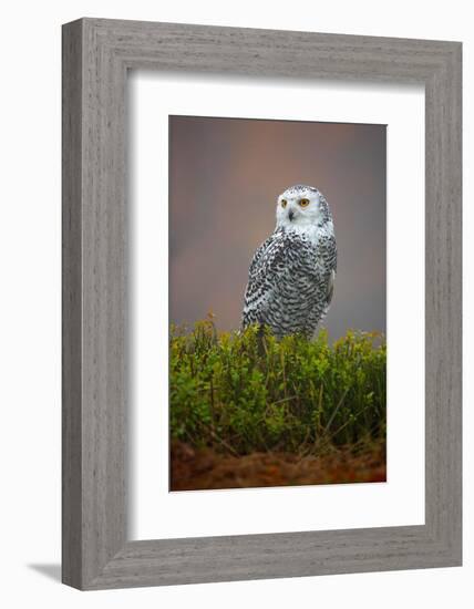 Snowy Owl-Milan Zygmunt-Framed Photographic Print