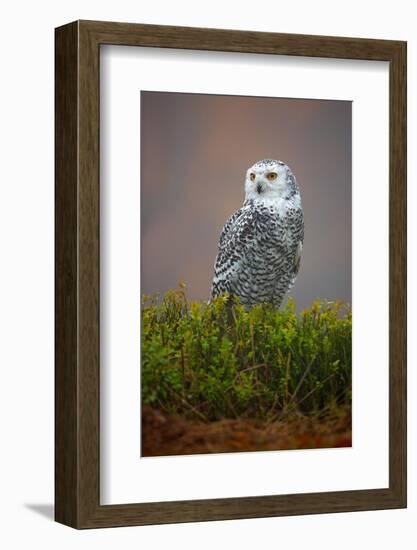 Snowy Owl-Milan Zygmunt-Framed Photographic Print