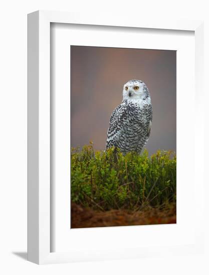 Snowy Owl-Milan Zygmunt-Framed Photographic Print