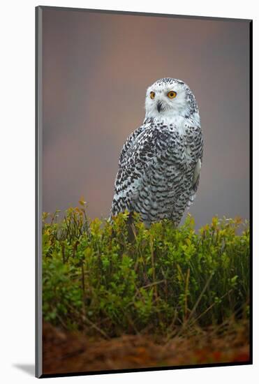 Snowy Owl-Milan Zygmunt-Mounted Photographic Print