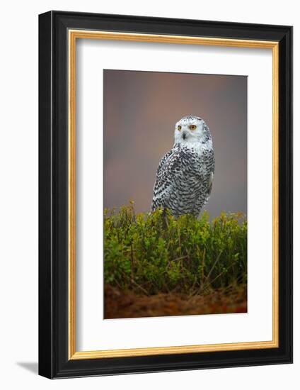 Snowy Owl-Milan Zygmunt-Framed Photographic Print