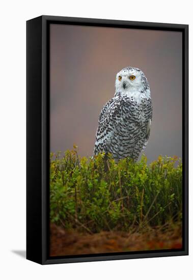 Snowy Owl-Milan Zygmunt-Framed Premier Image Canvas