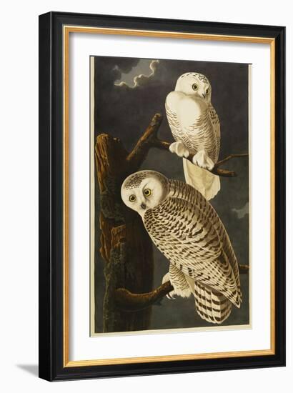 Snowy Owl-John James Audubon-Framed Giclee Print