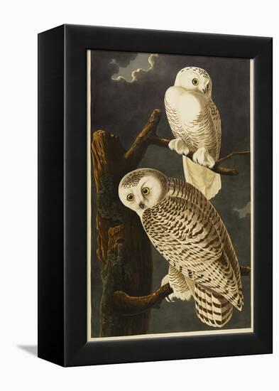 Snowy Owl-John James Audubon-Framed Premier Image Canvas