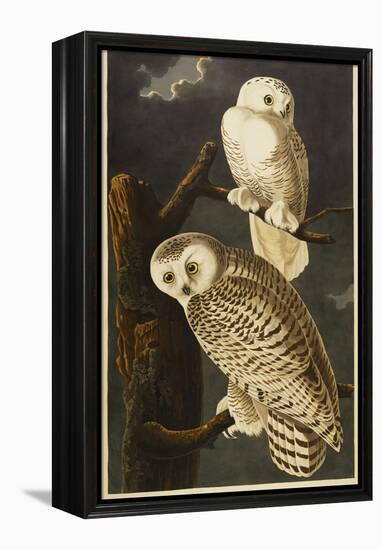 Snowy Owl-John James Audubon-Framed Premier Image Canvas