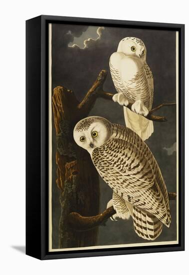 Snowy Owl-John James Audubon-Framed Premier Image Canvas