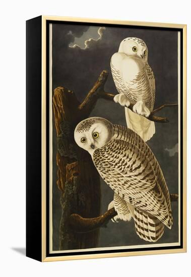 Snowy Owl-John James Audubon-Framed Premier Image Canvas