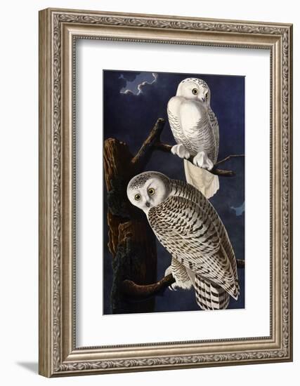 Snowy Owl-John James Audubon-Framed Photographic Print