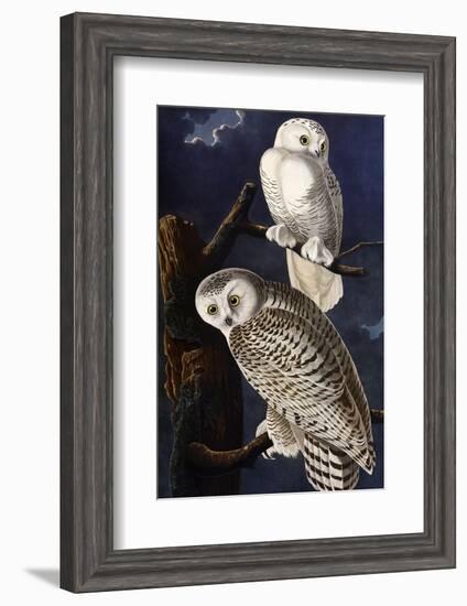 Snowy Owl-John James Audubon-Framed Photographic Print