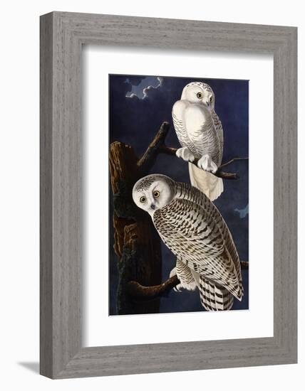 Snowy Owl-John James Audubon-Framed Photographic Print