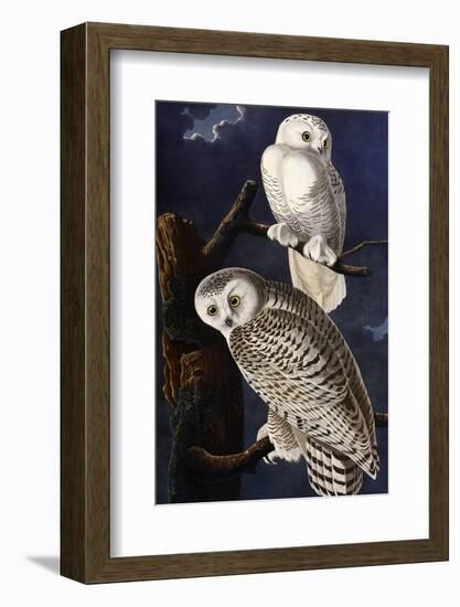 Snowy Owl-John James Audubon-Framed Photographic Print