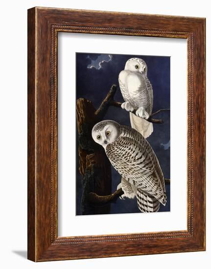 Snowy Owl-John James Audubon-Framed Photographic Print