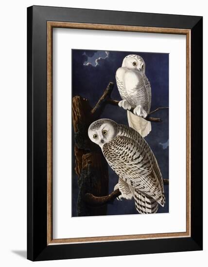 Snowy Owl-John James Audubon-Framed Photographic Print