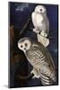 Snowy Owl-John James Audubon-Mounted Photographic Print