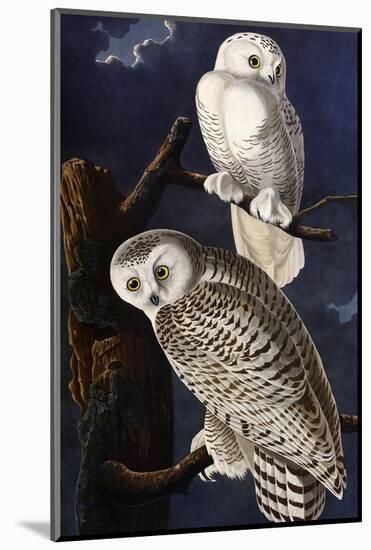 Snowy Owl-John James Audubon-Mounted Photographic Print