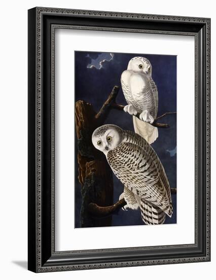 Snowy Owl-John James Audubon-Framed Photographic Print